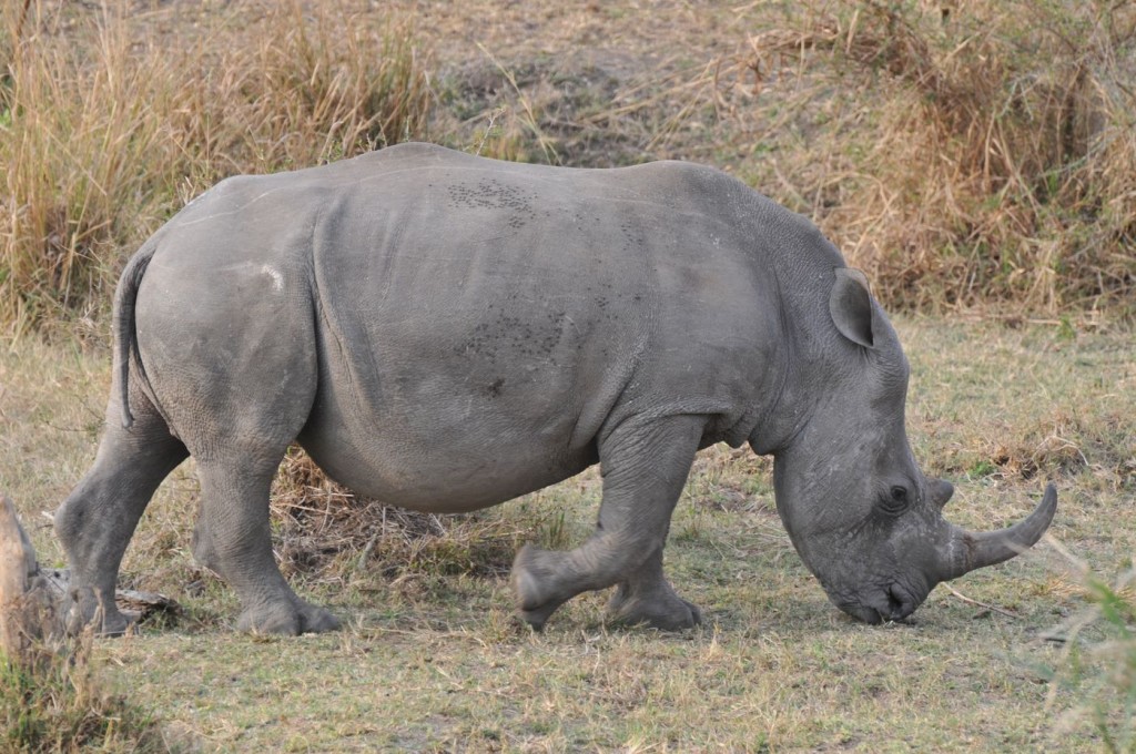 Rhinocéros au parc Krüger (2013)