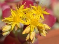 Plantes grasses Plantes grasses