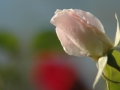 roseSCR roseSCR